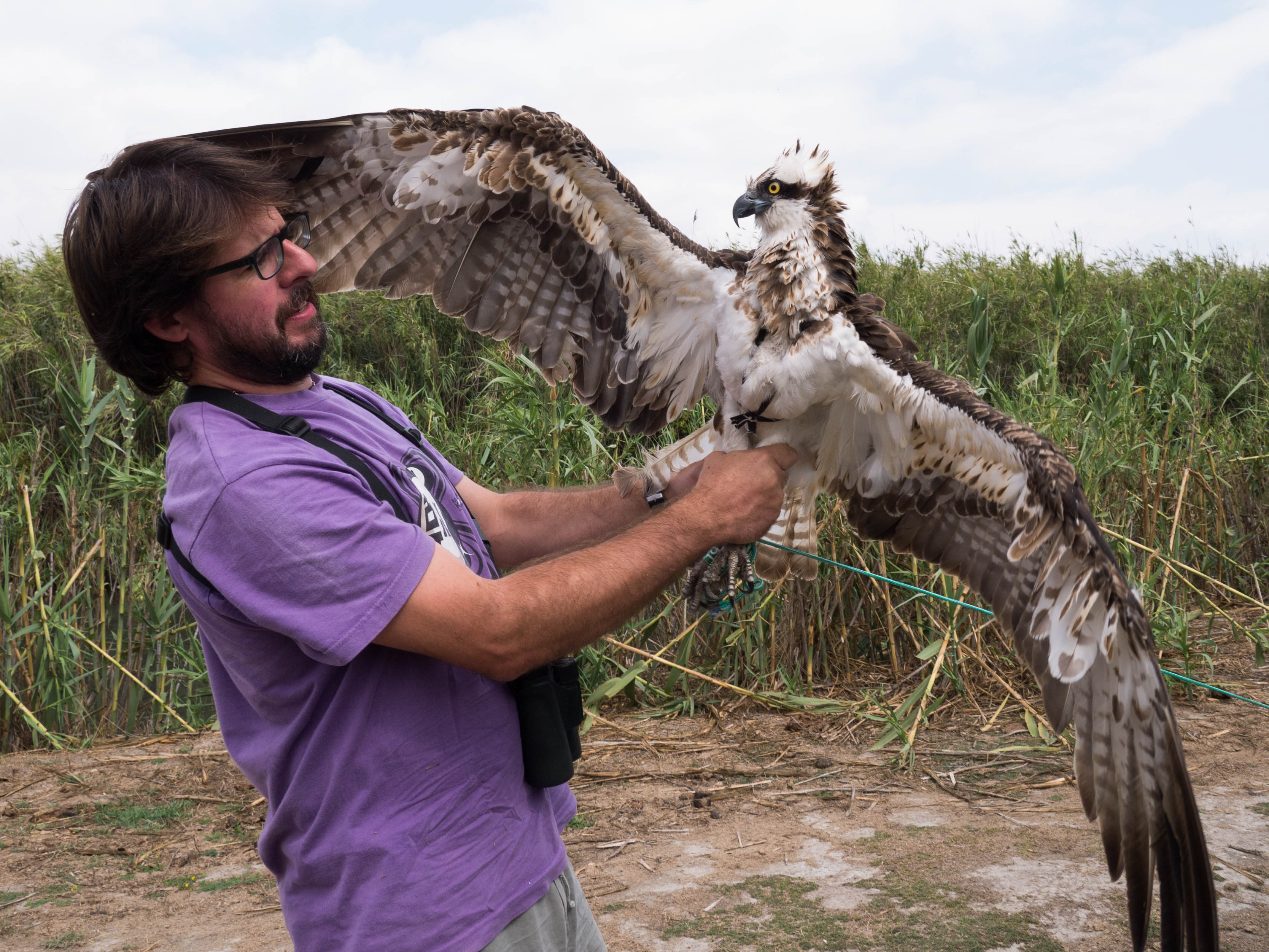 Pandion haliaetus Ingrid marcatge