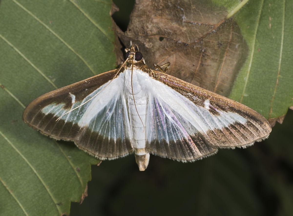 Papallona del boix, Cydalima perspectalis