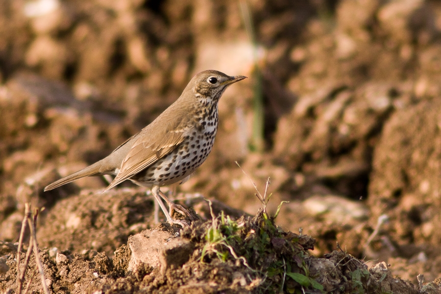 Tord, Turdus philomelos, l'espècie més caçada a les Balears