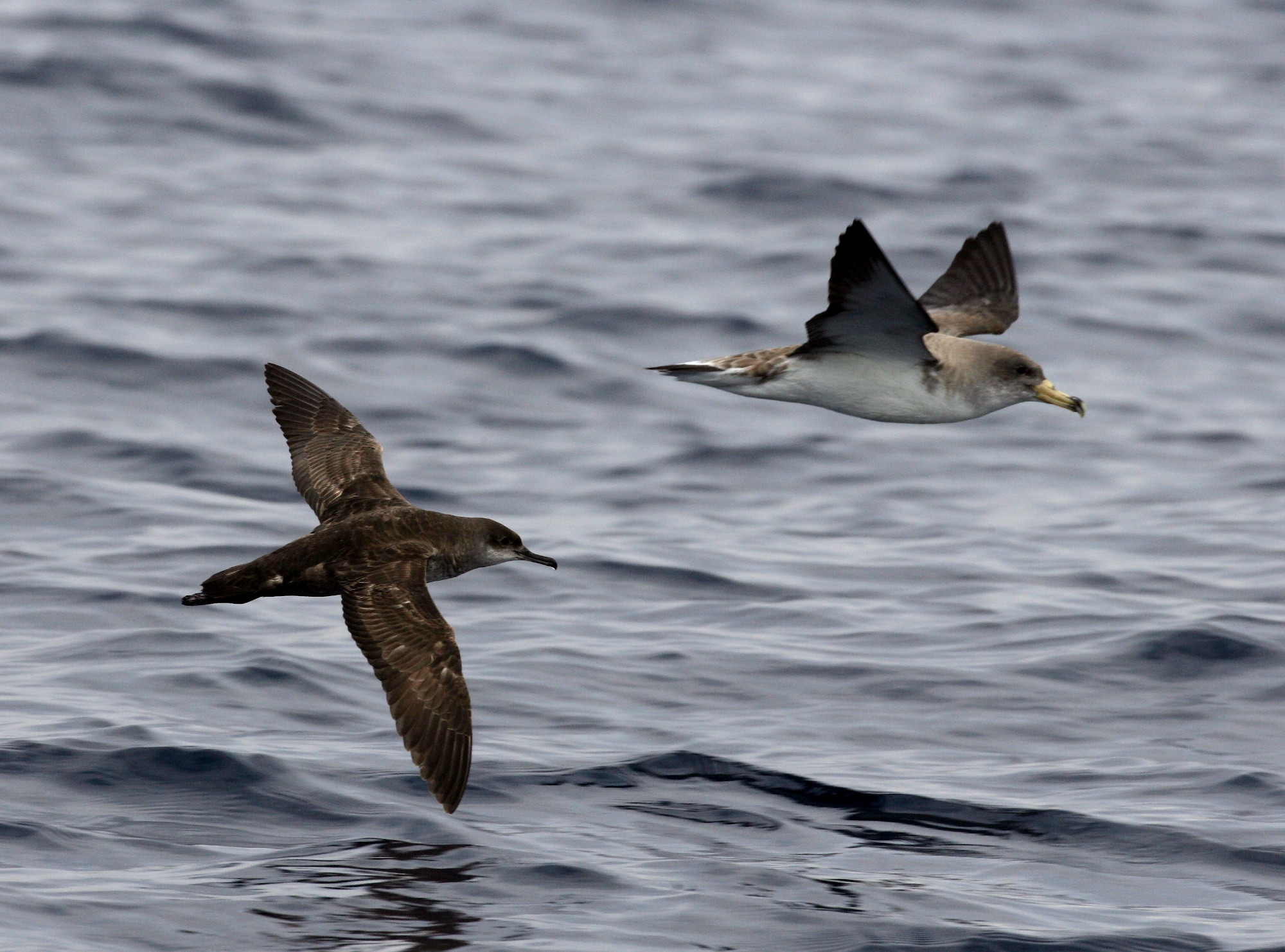 En primer pla, virot petit (Puffinus mauretanicus) i al fons virot gros (Calonectris diomedea)