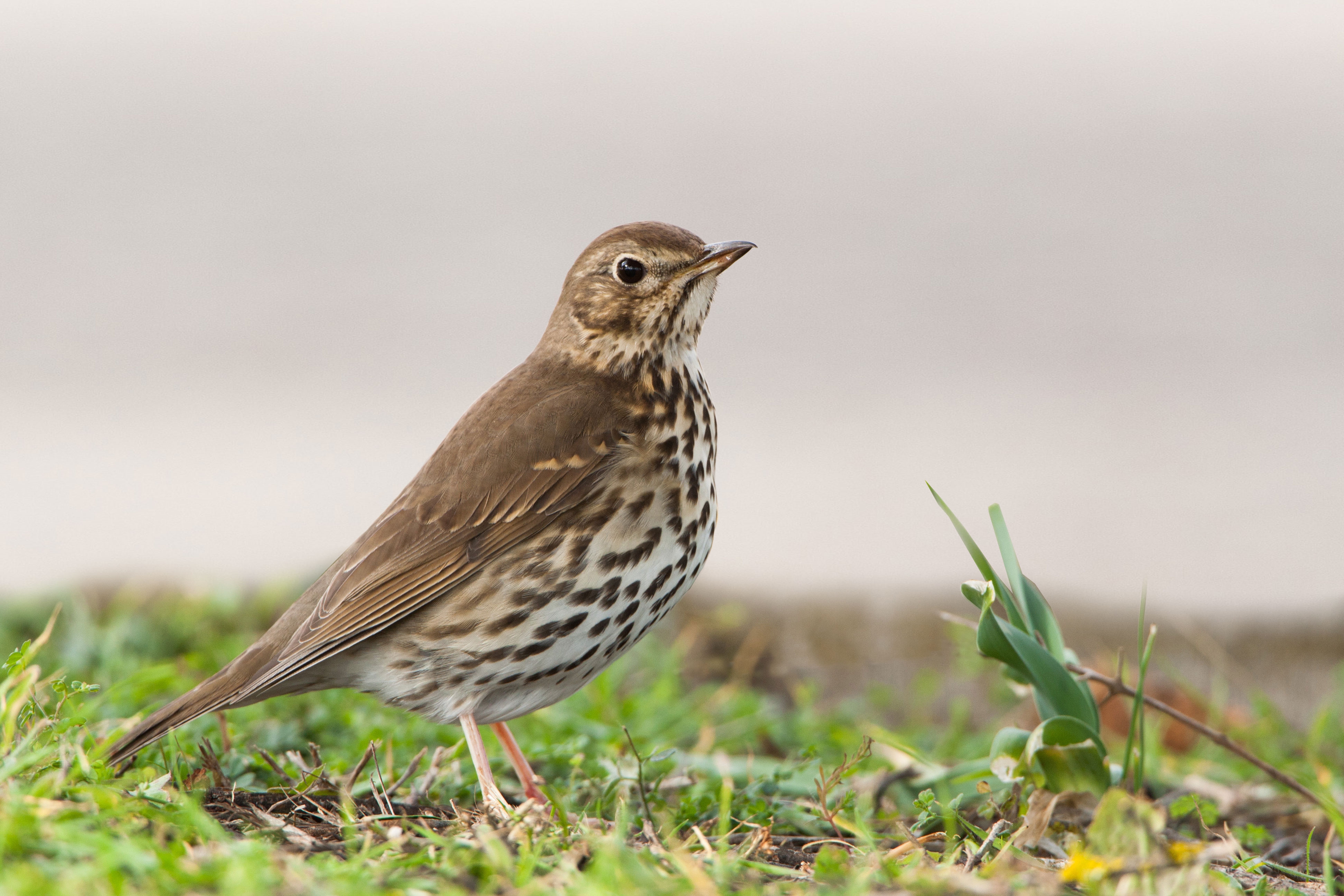 Tord (Turdus philomelos)