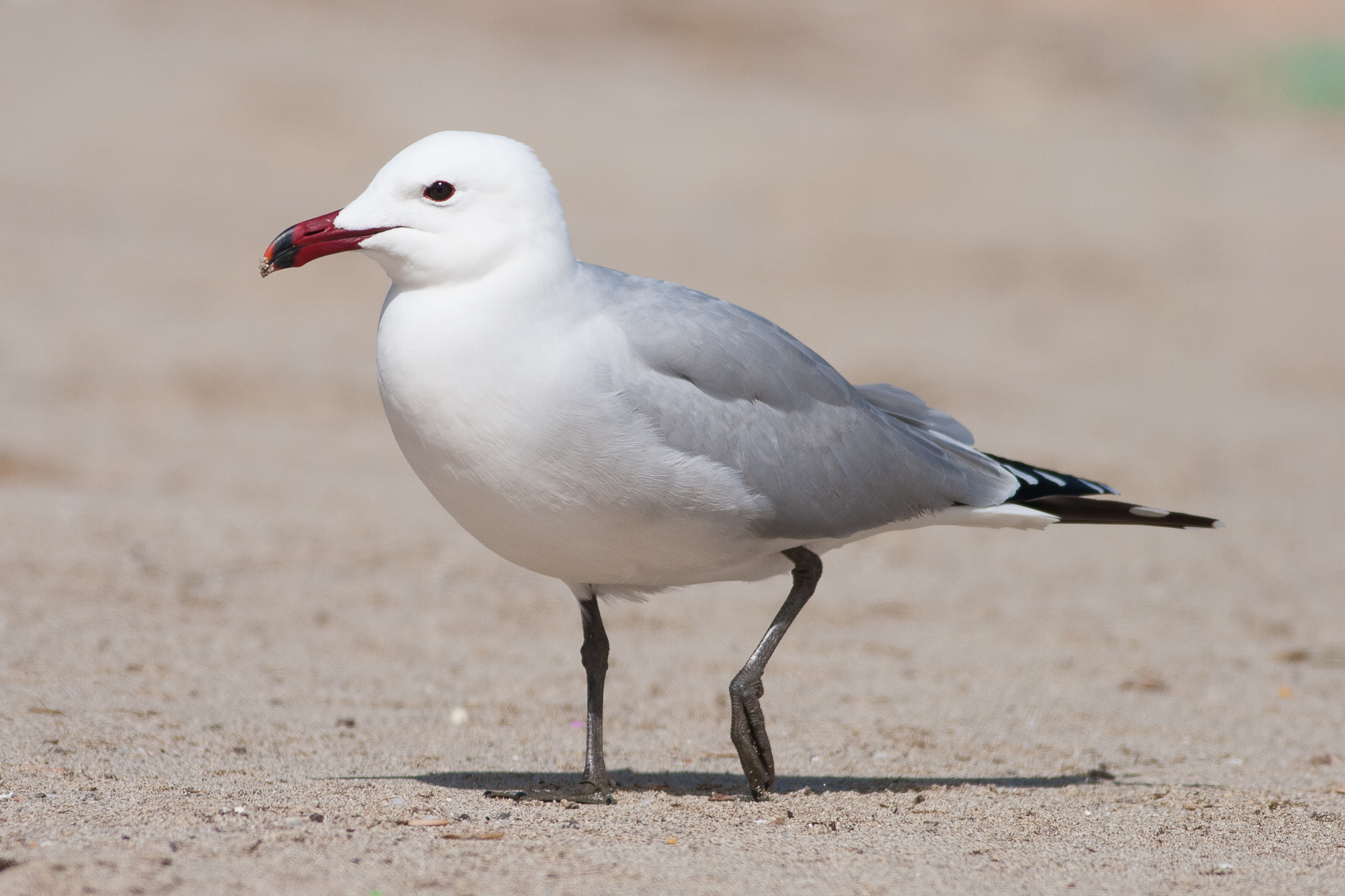 Gavina roja, Ichthyaetus audouinii