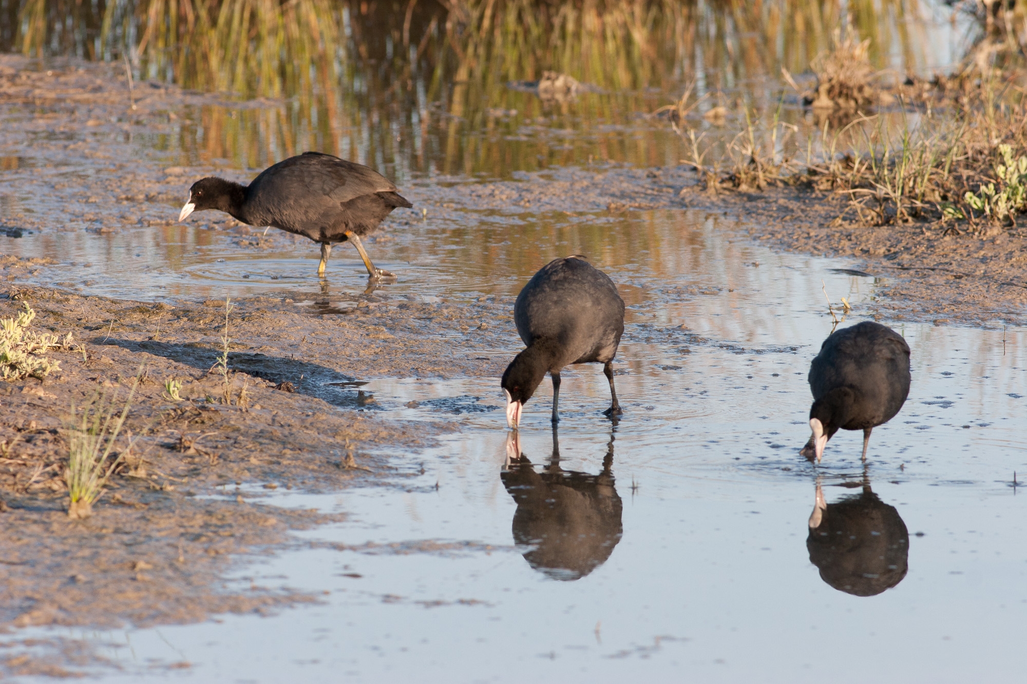 Tres fotges, Fulica atra, una de les espècies que més han minvat a s'Albufera a causa de l'empitjorament de la qualitat de l'aigua