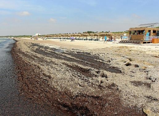 Imatge d'arxiu del diari Última Hora de la platja de Ses Covetes.