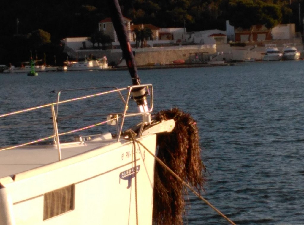 Feixos de posidònia arrabassada per un veler