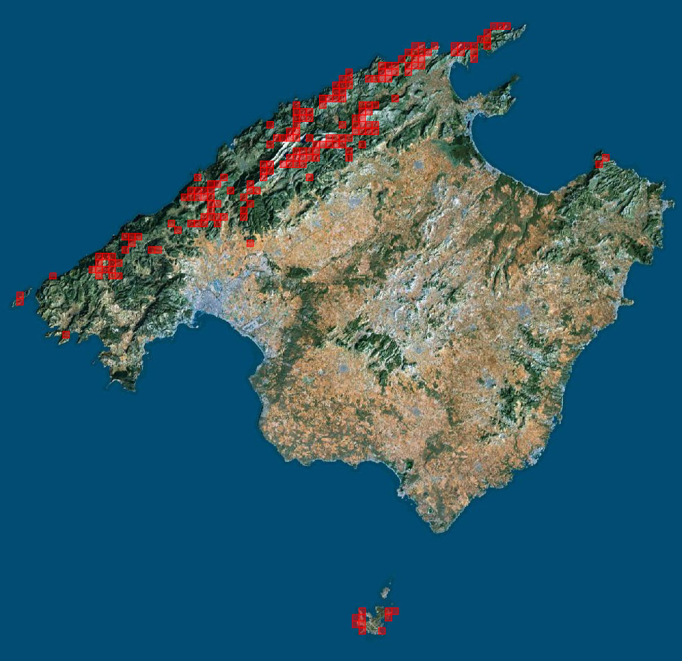 Buxus balearica map